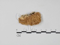 登錄號:F0006653藏品圖，第3張