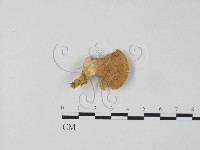 登錄號:F0006656藏品圖，第1張