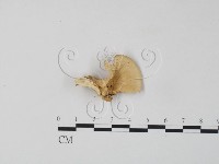 登錄號:F0006656藏品圖，第3張