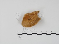 登錄號:F0006657藏品圖，第1張