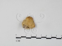 登錄號:F0006658藏品圖，第1張