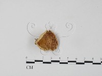 登錄號:F0006658藏品圖，第3張