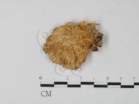 登錄號:F0006659藏品圖，第1張