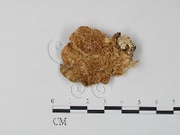 登錄號:F0006659藏品圖，第3張