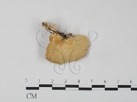 登錄號:F0006660藏品圖，第3張