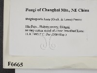 登錄號:F0006665藏品圖，第2張