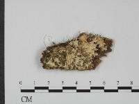 登錄號:F0006665藏品圖，第1張