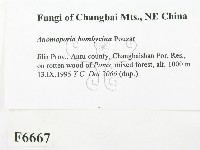 登錄號:F0006667藏品圖，第2張