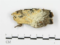 登錄號:F0006674藏品圖，第1張