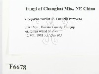 登錄號:F0006678藏品圖，第2張