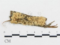 登錄號:F0006697藏品圖，第1張