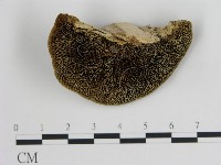 登錄號:F0006718藏品圖，第1張