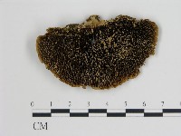 登錄號:F0006720藏品圖，第1張