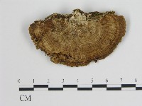 登錄號:F0006720藏品圖，第3張