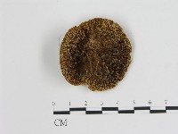 登錄號:F0006727藏品圖，第1張
