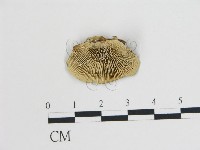 登錄號:F0006732藏品圖，第1張