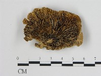 登錄號:F0006733藏品圖，第1張