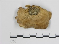 登錄號:F0006733藏品圖，第3張