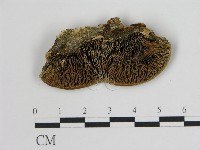 登錄號:F0006736藏品圖，第1張