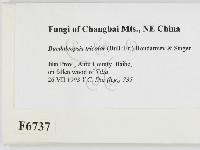 登錄號:F0006737藏品圖，第2張