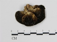 登錄號:F0006738藏品圖，第1張