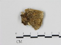 登錄號:F0006740藏品圖，第1張