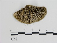 登錄號:F0006742藏品圖，第3張