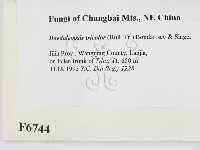 登錄號:F0006744藏品圖，第2張