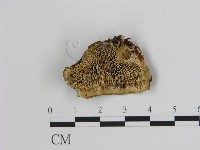 登錄號:F0006745藏品圖，第1張