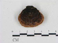 登錄號:F0006768藏品圖，第1張