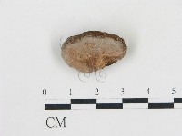 登錄號:F0006771藏品圖，第1張