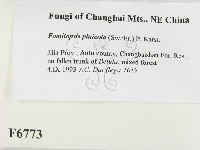 松生擬層孔菌藏品圖，第2張