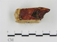 松生擬層孔菌藏品圖，第3張