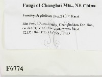 松生擬層孔菌藏品圖，第2張