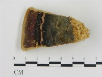 松生擬層孔菌藏品圖，第3張