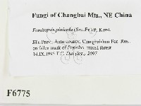 松生擬層孔菌藏品圖，第2張