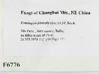 松生擬層孔菌藏品圖，第2張