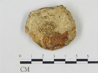 松生擬層孔菌藏品圖，第3張