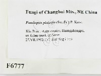 松生擬層孔菌藏品圖，第2張