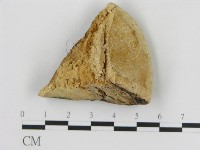 松生擬層孔菌藏品圖，第3張