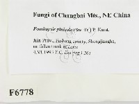 松生擬層孔菌藏品圖，第2張