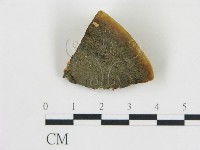 松生擬層孔菌藏品圖，第3張