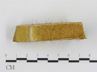 松生擬層孔菌藏品圖，第3張
