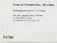 松生擬層孔菌藏品圖，第2張