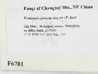 松生擬層孔菌藏品圖，第2張