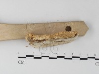 登錄號:F0006792藏品圖，第3張