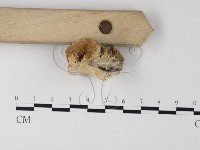 登錄號:F0006794藏品圖，第1張