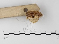 登錄號:F0006794藏品圖，第3張