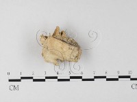 登錄號:F0006794藏品圖，第4張