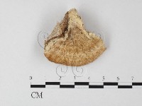 登錄號:F0006796藏品圖，第3張